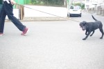 あるきたくない