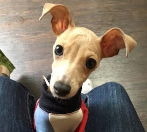 犬のトレーニング,しつけ,飼い方:智泉