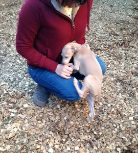 犬のトレーニング,しつけ,飼い方:unnamed-1