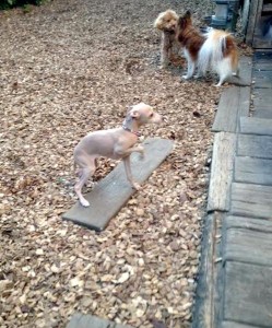 犬のトレーニング,しつけ,飼い方:unnamed-2