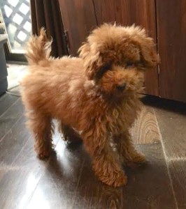 犬のトレーニング,しつけ,飼い方:馬場マロン