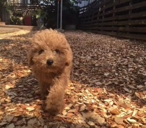 犬のトレーニング,しつけ,飼い方:13007257_1036376163094749_3422469530054046389_n