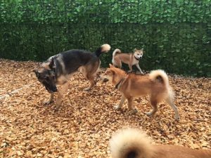 犬のトレーニング,しつけ,飼い方:unnamed-3