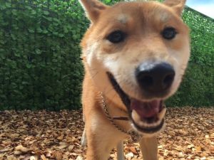 犬のトレーニング,しつけ,飼い方:unnamed-5