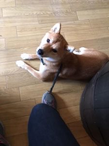 犬のトレーニング,しつけ,飼い方:unnamed-8