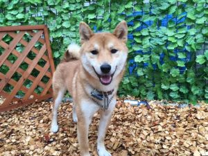 犬のトレーニング,しつけ,飼い方:unnamed-9