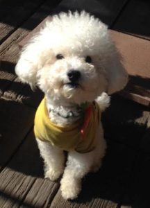 犬のトレーニング,しつけ,飼い方:389e64a4d297342eb8551fc7ada1e9ef