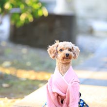 犬のトレーニング,しつけ,飼い方: