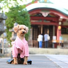 犬のトレーニング,しつけ,飼い方: