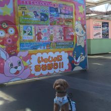 犬のトレーニング,しつけ,飼い方: