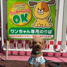 犬のトレーニング,しつけ,飼い方: