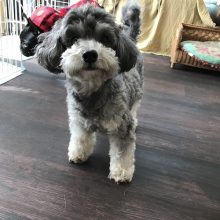 犬のトレーニング,しつけ,飼い方: