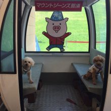 犬のトレーニング,しつけ,飼い方: