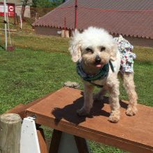 犬のトレーニング,しつけ,飼い方:
