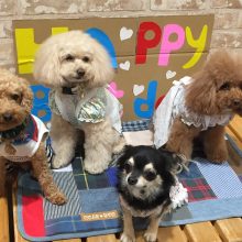 犬のトレーニング,しつけ,飼い方: