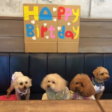犬のトレーニング,しつけ,飼い方: