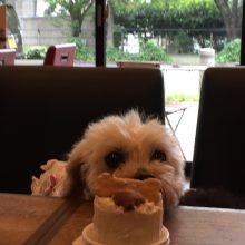 犬のトレーニング,しつけ,飼い方: