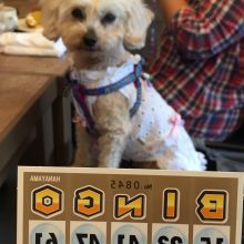 犬のトレーニング,しつけ,飼い方: