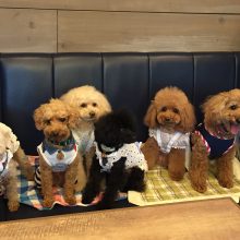 犬のトレーニング,しつけ,飼い方: