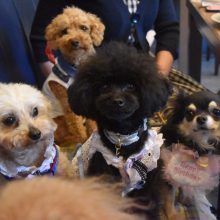 犬のトレーニング,しつけ,飼い方:
