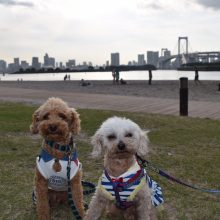 犬のトレーニング,しつけ,飼い方: