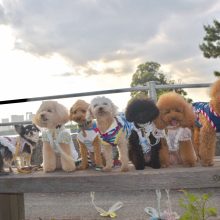 犬のトレーニング,しつけ,飼い方: