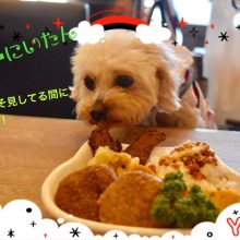 犬のトレーニング,しつけ,飼い方: