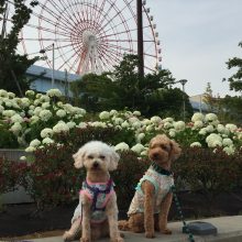 犬のトレーニング,しつけ,飼い方:
