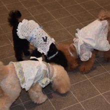 犬のトレーニング,しつけ,飼い方: