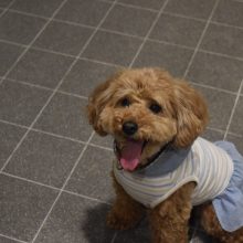犬のトレーニング,しつけ,飼い方: