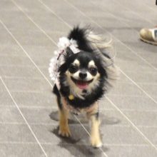 犬のトレーニング,しつけ,飼い方:
