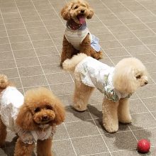 犬のトレーニング,しつけ,飼い方: