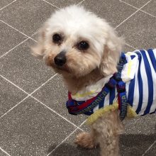 犬のトレーニング,しつけ,飼い方: