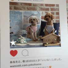 犬のトレーニング,しつけ,飼い方: