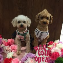 犬のトレーニング,しつけ,飼い方: