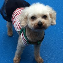 犬のトレーニング,しつけ,飼い方: