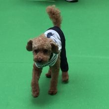 犬のトレーニング,しつけ,飼い方: