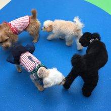 犬のトレーニング,しつけ,飼い方: