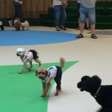 犬のトレーニング,しつけ,飼い方: