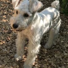 犬のトレーニング,しつけ,飼い方: