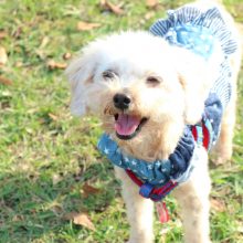 犬のトレーニング,しつけ,飼い方: