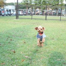 犬のトレーニング,しつけ,飼い方: