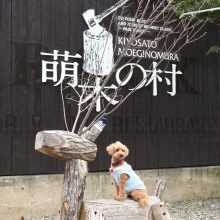 犬のトレーニング,しつけ,飼い方: