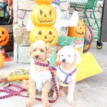 犬のトレーニング,しつけ,飼い方: