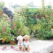 犬のトレーニング,しつけ,飼い方: