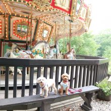 犬のトレーニング,しつけ,飼い方: