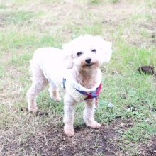 犬のトレーニング,しつけ,飼い方: