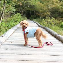 犬のトレーニング,しつけ,飼い方: