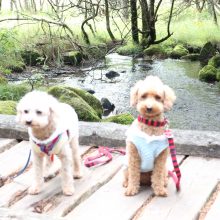 犬のトレーニング,しつけ,飼い方: