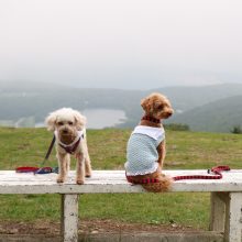 犬のトレーニング,しつけ,飼い方: